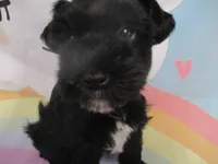 Black Pearl, a female Miniature Schnauzer for sale in Live Oak, FL – 1 of 7