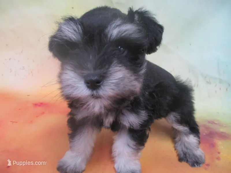 AKC Toy/ Rylee – Miniature Schnauzer puppy for sale in Live Oak, FL