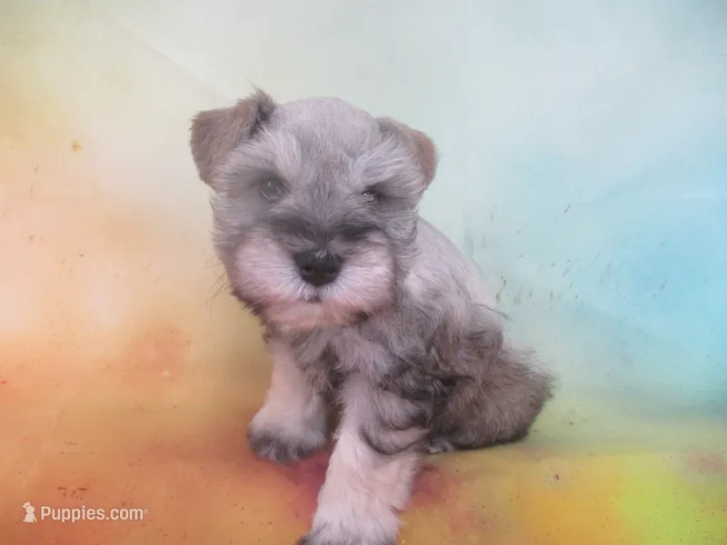 AKC Toy Brisk – Miniature Schnauzer puppy for sale in Live Oak, FL