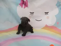 AKC Toy BON BON, a female Miniature Schnauzer for sale in Live Oak, FL – 6 of 7