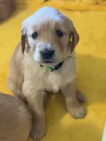 Bella, a female Golden Retriever for sale in Sisters, OR – Photo 10 of 10