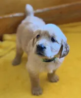 Bella, a female Golden Retriever for sale in Sisters, OR – Photo 2 of 10