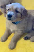 Bella, a female Golden Retriever for sale in Sisters, OR – Photo 6 of 10