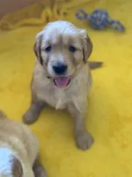 Bella, a female Golden Retriever for sale in Sisters, OR – Photo 4 of 10