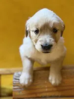 Bella, a female Golden Retriever for sale in Sisters, OR – Photo 8 of 10