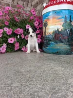 Kinsley, a female Australian Cattle Dog for sale in Grabill, IN – 3 of 5