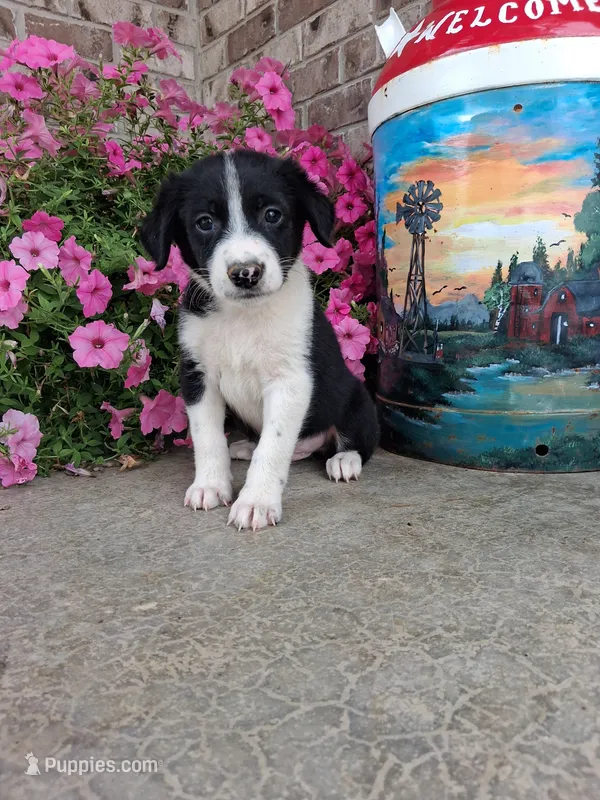Kyrie – Australian Cattle Dog puppy for sale in Grabill, IN