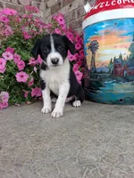 Kyrie, a male Australian Cattle Dog for sale in Grabill, IN – 1 of 5