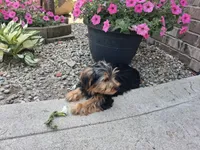 Manny, a male Yorkshire Terrier for sale in Grabill, IN – 5 of 6