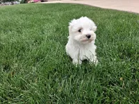 Tyler , a male Maltese for sale in Grabill, IN – 2 of 2