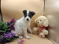 Trixie , a female Australian Cattle Dog for sale in Grabill, IN – Photo 5 of 5