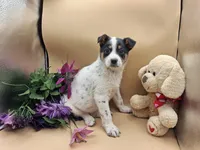 Trixie , a female Australian Cattle Dog for sale in Grabill, IN – Photo 3 of 5