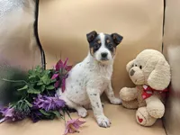 Trixie , a female Australian Cattle Dog for sale in Grabill, IN – Photo 4 of 5