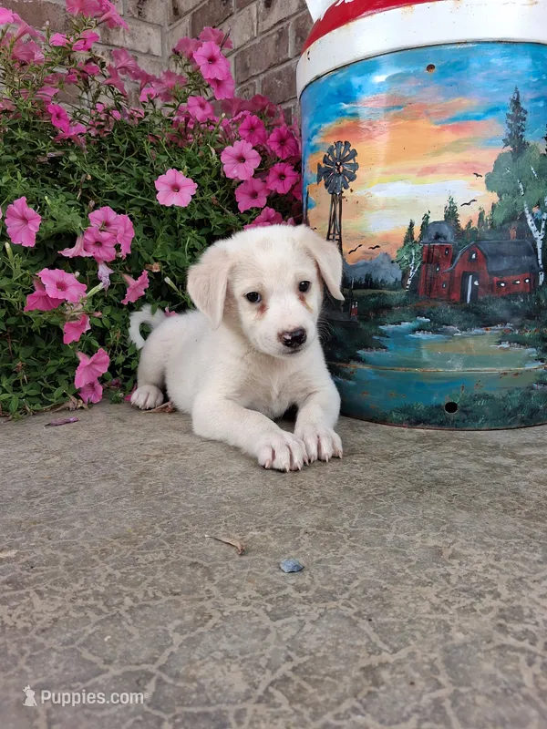 Kyler – Australian Cattle Dog puppy for sale in Grabill, IN