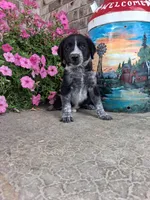 Kylie, a female Australian Cattle Dog for sale in Grabill, IN – 3 of 5
