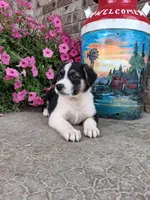 Kobe , a male Australian Cattle Dog for sale in Grabill, IN – 2 of 5