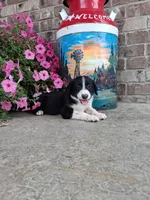Kyrie, a male Australian Cattle Dog for sale in Grabill, IN – 5 of 5