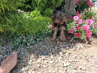Miranda, a female Yorkshire Terrier for sale in Grabill, IN – 3 of 6