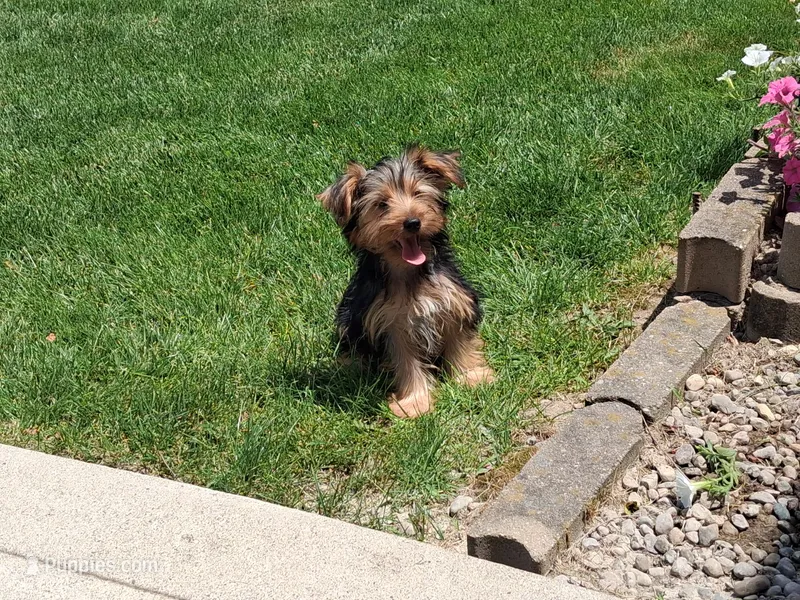 Malachi – Yorkshire Terrier puppy for sale in Grabill, IN