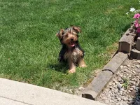 Malachi, a male Yorkshire Terrier for sale in Grabill, IN – 1 of 5