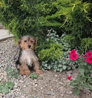 Timmy , a male Yorkshire Terrier for sale in Grabill, IN – 1 of 1