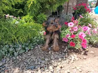 Miranda, a female Yorkshire Terrier for sale in Grabill, IN – 4 of 6