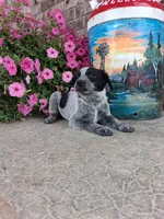 Kacey, a female Australian Cattle Dog for sale in Grabill, IN – 5 of 5