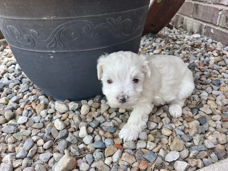 Tina – Maltese puppy for sale in Grabill, IN