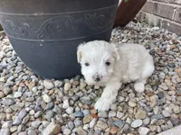 Tina, a female Maltese for sale in Grabill, IN – 1 of 5