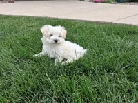 Tommy, a male Maltese for sale in Grabill, IN – 4 of 4