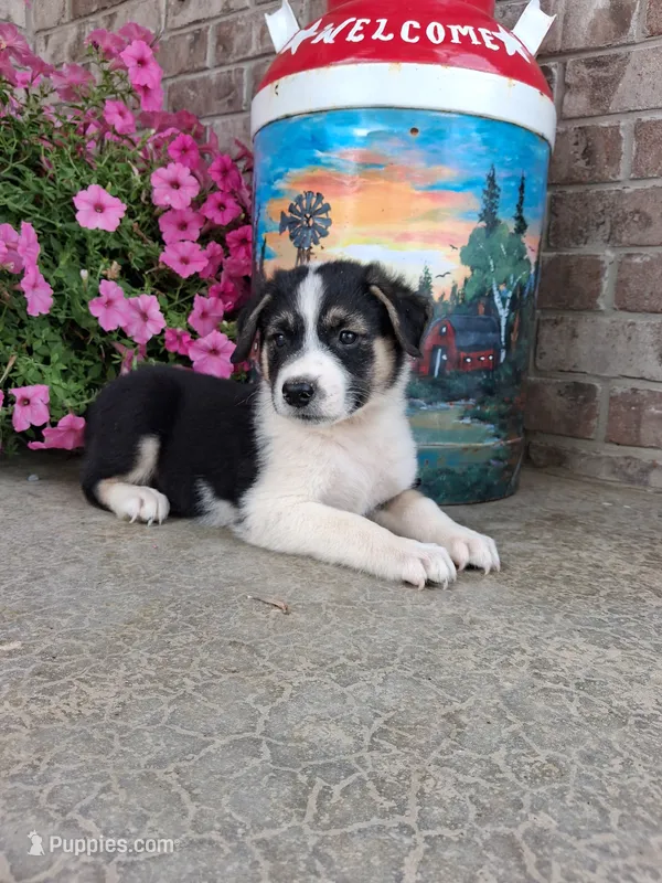 Kobe  – Australian Cattle Dog puppy for sale in Grabill, IN