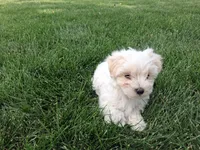 Tommy, a male Maltese for sale in Grabill, IN – 1 of 6