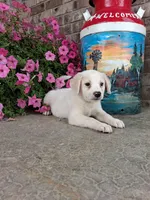 Kyler, a male Australian Cattle Dog for sale in Grabill, IN – 5 of 5