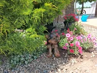 Miranda, a female Yorkshire Terrier for sale in Grabill, IN – 5 of 6