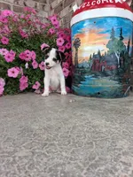 Kinsley, a female Australian Cattle Dog for sale in Grabill, IN – 5 of 5
