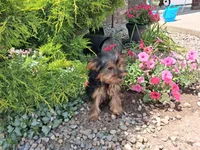 Miranda, a female Yorkshire Terrier for sale in Grabill, IN – 6 of 6