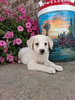 Kyler, a male Australian Cattle Dog for sale in Grabill, IN – 3 of 5