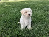 Tommy, a male Maltese for sale in Grabill, IN – 4 of 6