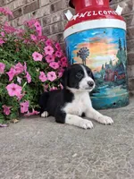 Kyrie, a male Australian Cattle Dog for sale in Grabill, IN – 4 of 5
