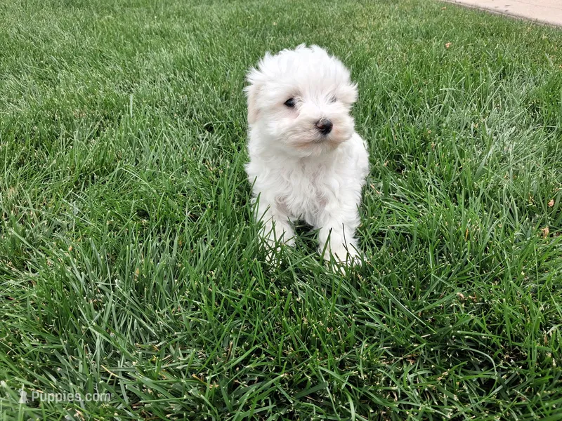 Tyler  – Maltese puppy for sale in Grabill, IN