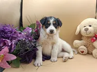 Tammy, a female Australian Cattle Dog for sale in Grabill, IN – Photo 3 of 5