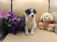 Tammy, a female Australian Cattle Dog for sale in Grabill, IN – Photo 1 of 5