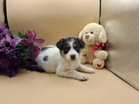 Tammy, a female Australian Cattle Dog for sale in Grabill, IN – Photo 5 of 5