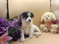 Tammy, a female Australian Cattle Dog for sale in Grabill, IN – Photo 4 of 5