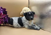 Tazia, a female Australian Cattle Dog for sale in Grabill, IN – Photo 4 of 5