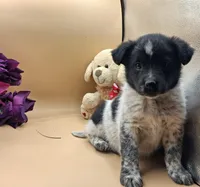 Tazia, a female Australian Cattle Dog for sale in Grabill, IN – Photo 1 of 5