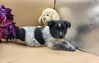 Tazia, a female Australian Cattle Dog for sale in Grabill, IN – Photo 3 of 5