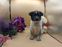 Tazia, a female Australian Cattle Dog for sale in Grabill, IN – Photo 5 of 5