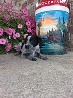 Kacey, a female Australian Cattle Dog for sale in Grabill, IN – 4 of 5