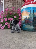 Kacey, a female Australian Cattle Dog for sale in Grabill, IN – 2 of 5